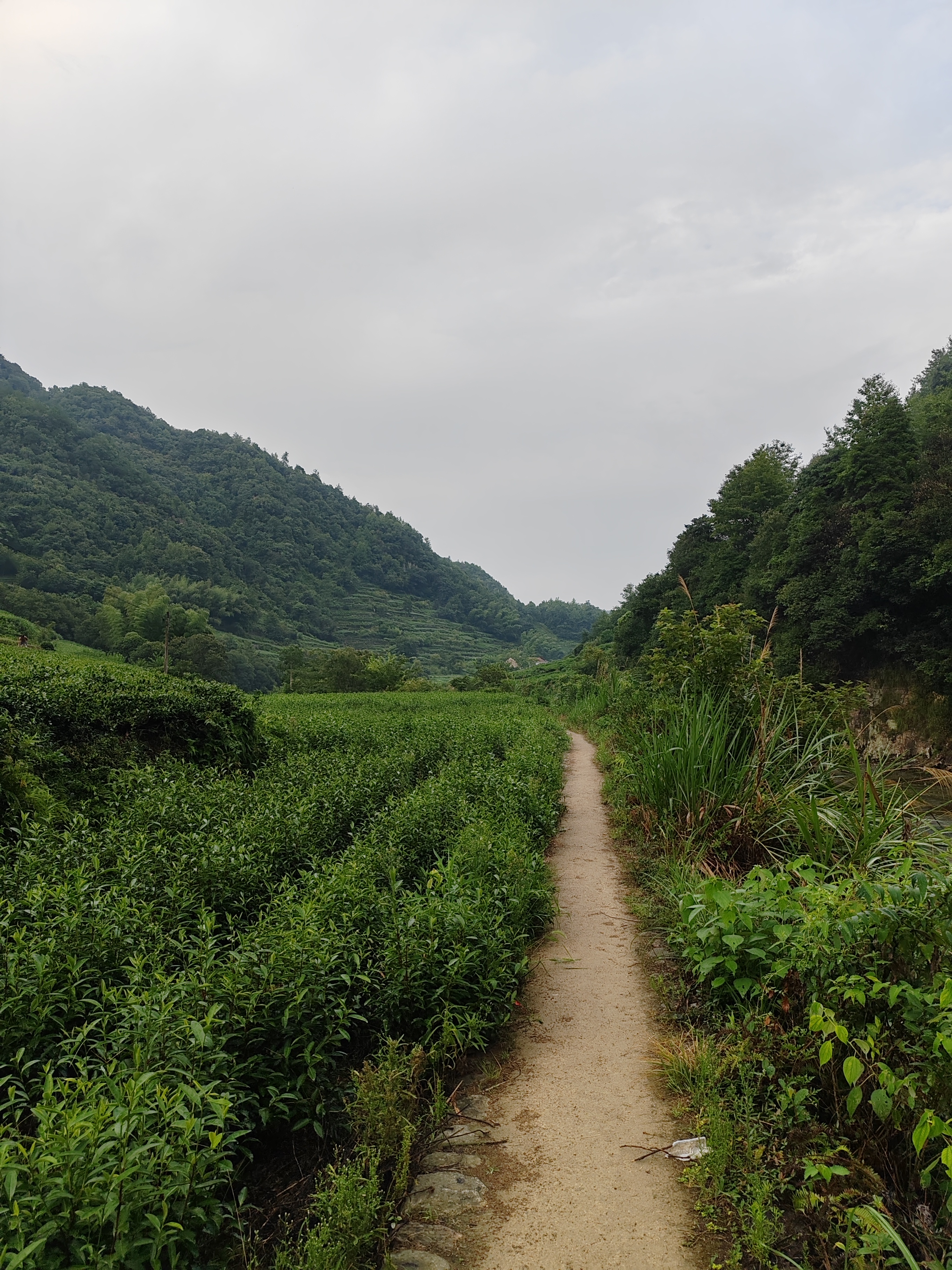 tea-plantation-on-the-side-of-anshan-ancient-road